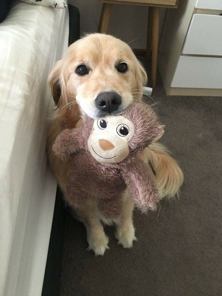 Köpek