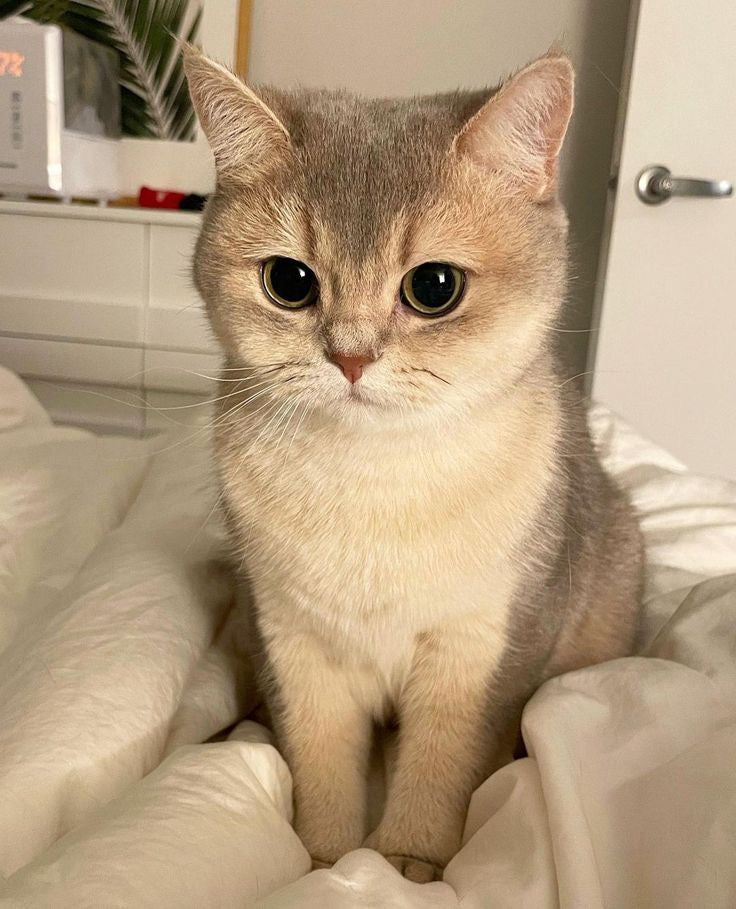 Kedi